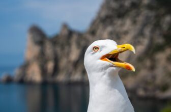 ‘Very Irritated’ Seagulls Are Waging Warfare on NYC’s Seaside Drones