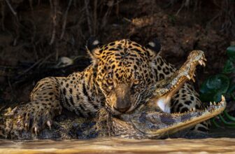 Sink Your Enamel Into the Greatest Nature Pictures of the 12 months