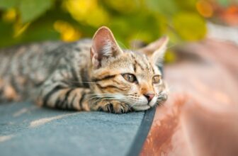 Even Cats Can Mourn, Research Suggests