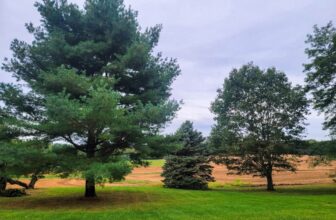 The Little Issues E-newsletter #436 – Life, laughter, and plenty of nice meals!