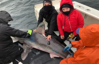 Swallowed Monitoring Tag Confirms Massive Sharks Are Looking Every Different