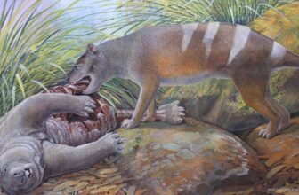Tasmanian Tiger Ancestor Ate All of Its Prey—Even Bones and Tooth
