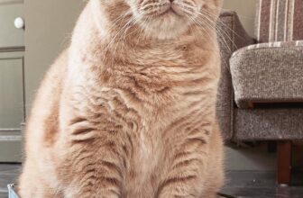 How I Stopped My Cat From Being Sick
