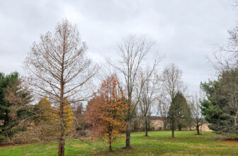 The Little Issues E-newsletter #444 – Life, laughter, and many nice meals!