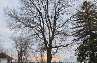 The Little Issues Publication #462 – Life, laughter, and many nice meals!