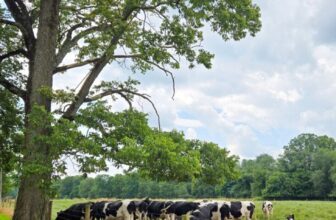 The Little Issues Publication #482 – Life, laughter, and many nice meals!